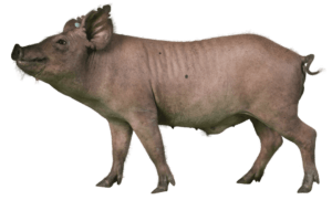 Yucatan Miniature Swine