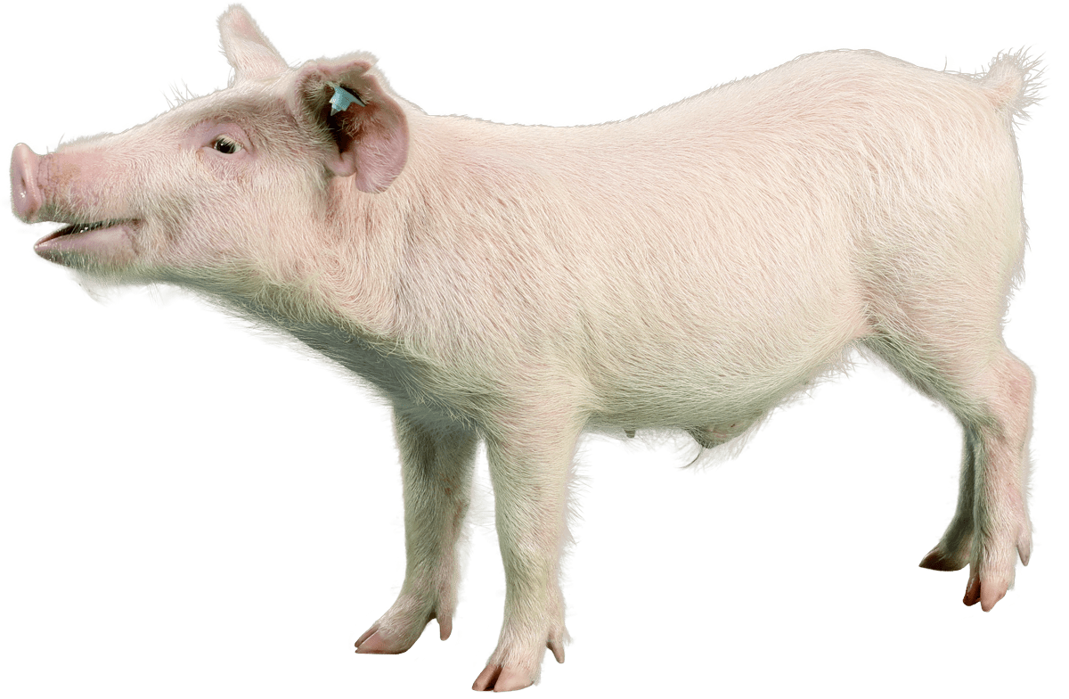 Hanford-Miniature-Swine