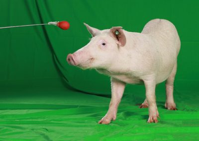 Behavioral Enhancement System™